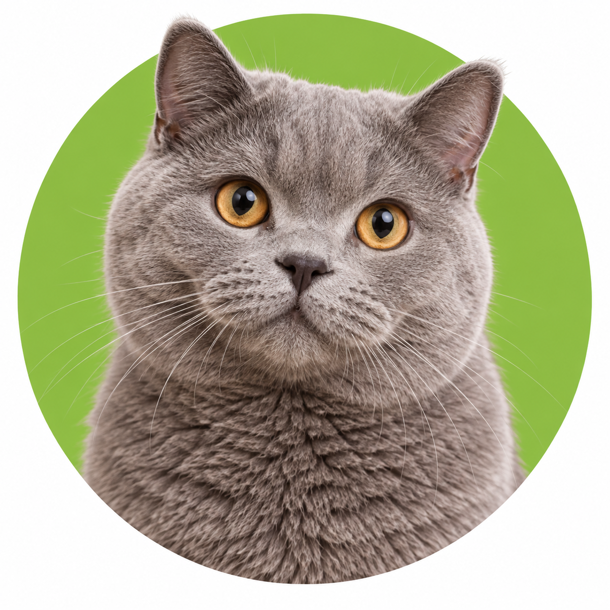 Chien de compagnie – catégorie Chiens Pet Avenue